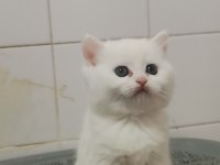 Teslime hazır bebek british shorthair
