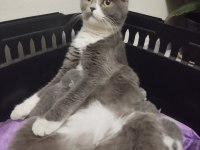 Ücretsiz scottish fold
