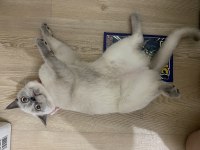7 aylık bluepoint dişi british shorthair