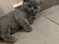 2.5 aylık scottish fold yavrular