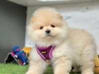 Safkan Pomeranian Boo Bebekler