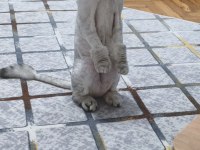 Scottish fold erkek kedimiz sahiplendirilecek