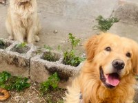 Golden retriever erkek