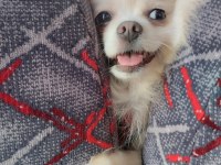 Orjinal sağlıklı ırk pomeranian boo