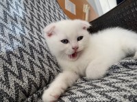 Scottish fold 1 erkek ve 1 dişi yavru
