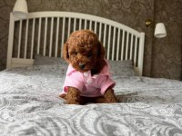 Kore Anne Babadan Orjinal Poodle Bebekler