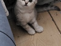 Dünyalar güzeli tatlı bebiş kedilerim