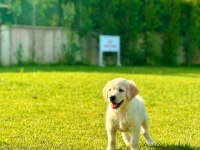 Golden Retriever Bebeklerimiz Aşıları Tam