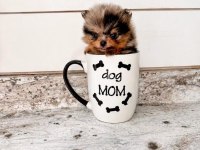 A Kalite Pomeranian Boo Merle