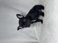 MAVİ GÖZ A KALİTE FRENCH BULLDOG YAVRULAR