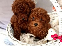 Sahibinden Boy Garantili Orijinal Red Toy Poodle