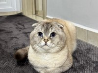 Scottish Fold Oğluma Eş Arıyorum