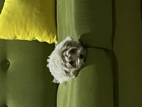 UYGUNA MALTİPOO