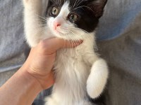SMOKİN YAVRU KEDİLER