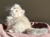 Nadir Renk Blue Golden Ay11 British Longhair