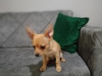 Şivava 1.5 aylık chihuahua