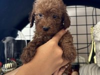 Red Brown Poodle Dişi Erkek Yavrular