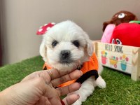 Korea Maltese terrier baby cep boy
