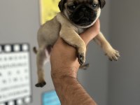 Pug mops yavru köpeğimiz