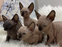 Sphynx sfenks tüysüz dişi erkek yavru