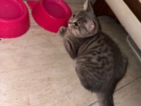 Safkan british shorthair flood