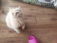 BAKMADAN GEÇMEYİN KEDİLERE
