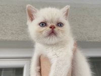Yakışıklı yaklaşık 2 aylık chinchilla bebek