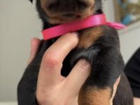 REZERVE AÇIK DOBERMAN