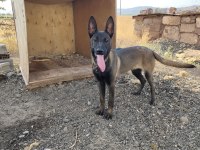 Belçika kurdu malinois