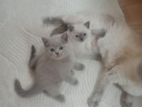 Evcil hayvanlarımı sahiplendiriyorum