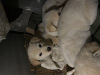 Minik bembeyaz golden retriever yavruları