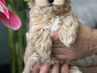 Maltipoo kore kan 0 numara bebekler