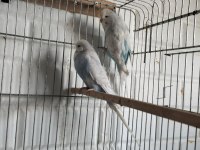 Evcil hayvanlar muhabbet kuşlar