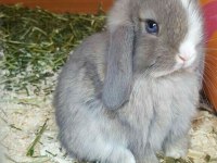 LOP TAVŞANLAR GÜN İÇİ GÖNDERİM MEVCUT