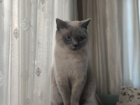1 Yaşında british shorthair çiftleşme (eş aranıyor)