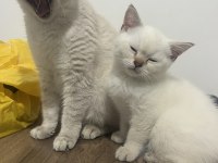 BRİTİSH LYNX POİNT ERKEK KEDİM