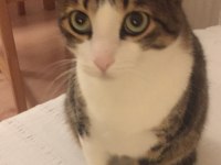 Acil yuvaya ihtiyacı olan bir kedimiz