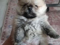 Pomeranian Boo Erkek Ve Dişi Yavrularımız
