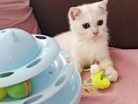 British Shorthair Silver Erkek