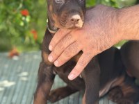 European Doberman Yavrular