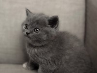 Minik british shorthair bebelerimiz