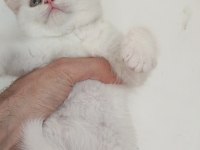 Farklı cins kedilerimiz vardır
