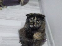 4 Aylık Scottish Fold 2 Yavru Uysal