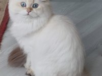 3 adet British Longhair Silver Shaded erkek yavru