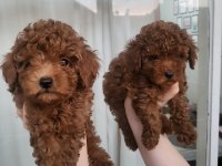 Minyatür kore toy poodle yavrular