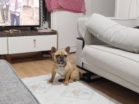 Gerçekten bakabilecek birine ücretsiz vericem bulldog