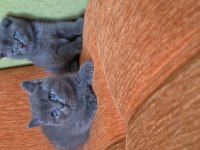 Süper kalite british shorthair yavrular