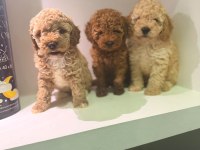 POODLE YAVRULARIMIZ