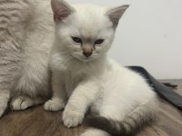 BRİTİSH LYNX POİNT ERKEK KEDİM
