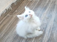 British longhair kedisi